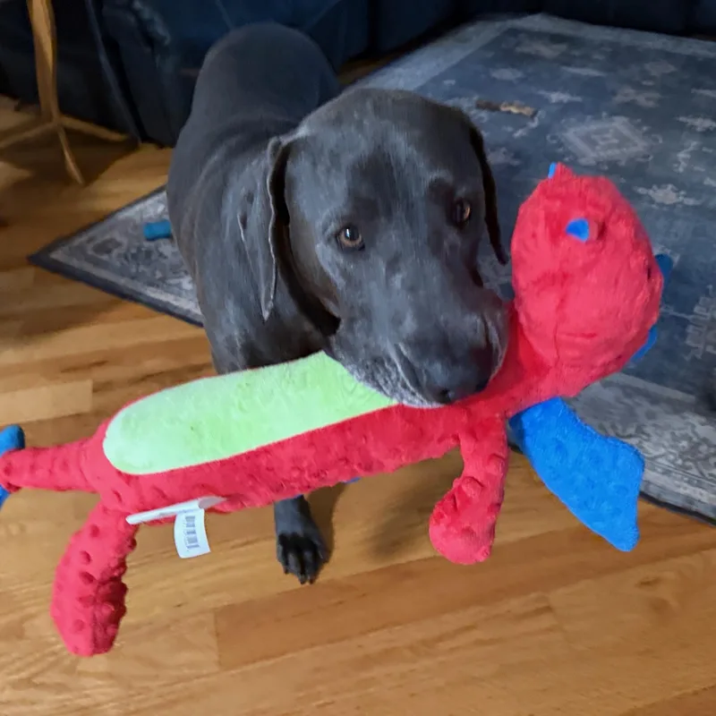 An adult large-sized male Blue Lacy dog named Chewy for adoption in Blacksburg, VA