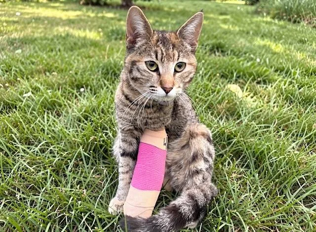 A young medium-sized female Domestic Short Hair cat named Catlynn for adoption in Lancaster, CA