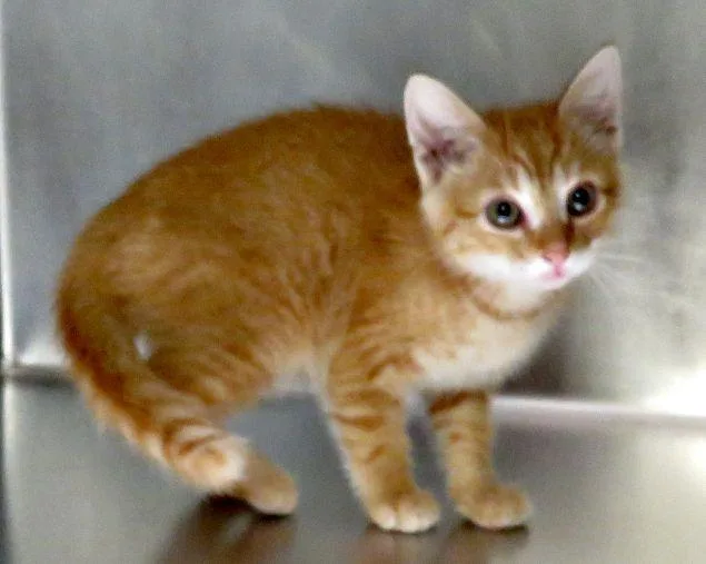 A baby medium-sized male Tabby (Orange / Red) Domestic Short Hair cat named Robert for adoption in Lexington, VA