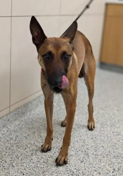 An adult medium-sized male Belgian Shepherd / Malinois dog named Valor for adoption in Palatine, IL