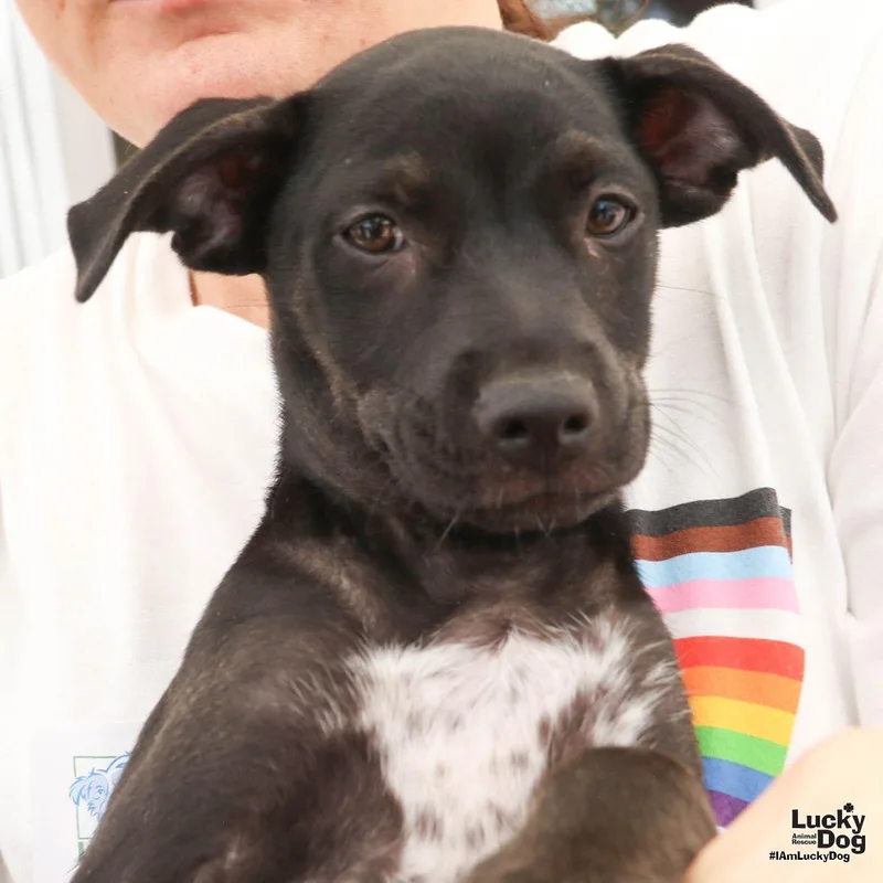 A baby medium-sized male Labrador Retriever dog named Niko for adoption in Washington, DC