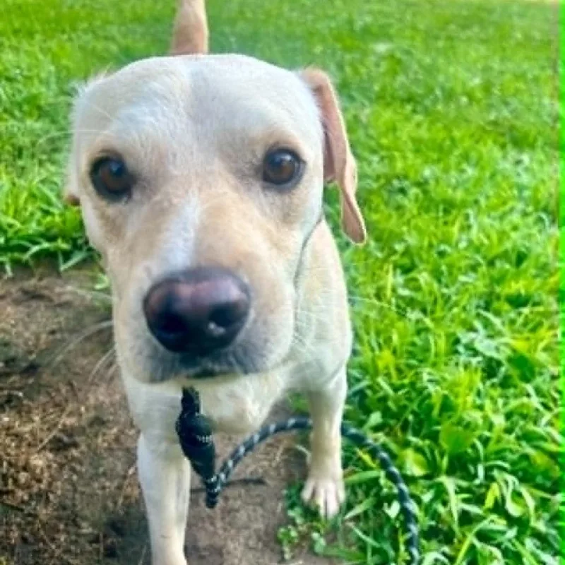 Remmy