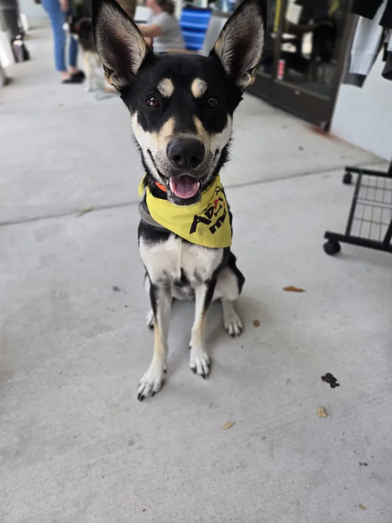 A young medium-sized female Tricolor (Brown, Black, & White) Shepherd dog named Luna for adoption in Manhasset, NY