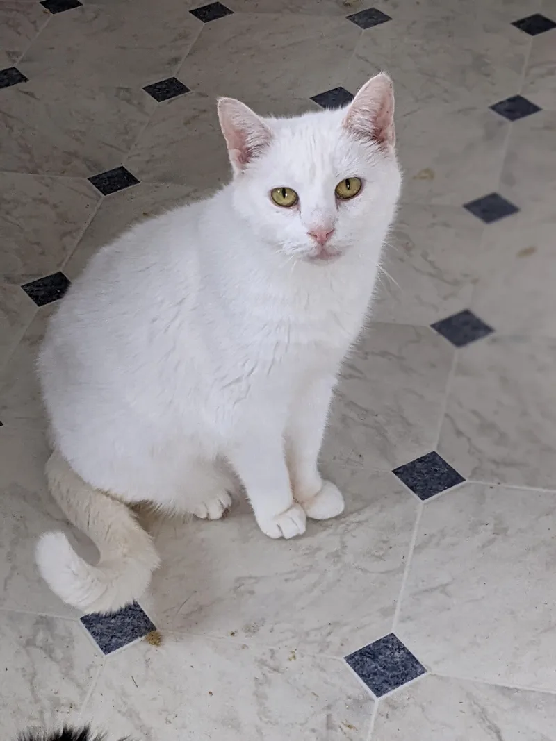 A senior medium-sized female White Domestic Short Hair cat named Angel for adoption in Tilton, IL