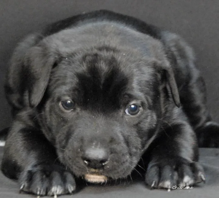 A baby medium-sized male Black Wirehaired Terrier dog named King Julian for adoption in Newland, NC