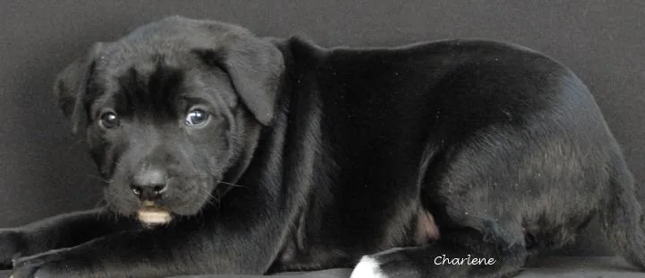 King Julian thumbnail 2