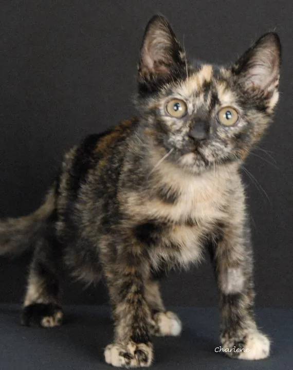 A young medium-sized female Tortoiseshell Domestic Short Hair cat named Epilogue for adoption in Newland, NC