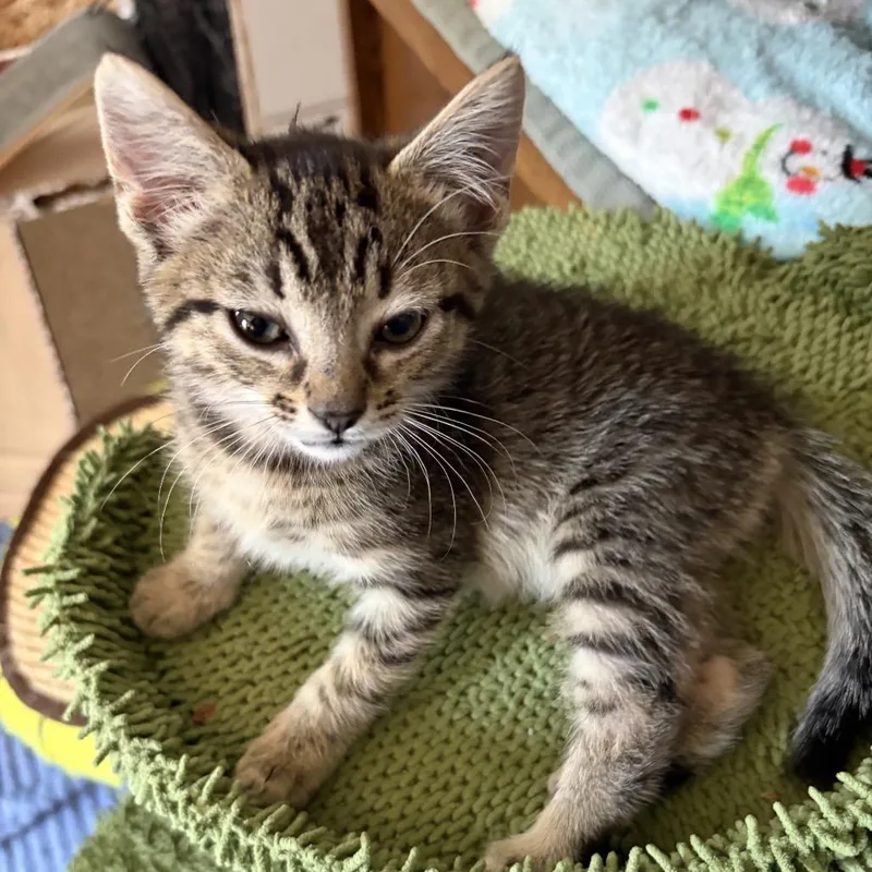 A baby small-sized male Brown / Chocolate Domestic Short Hair cat named Purrdamort for adoption in Fayetteville, GA