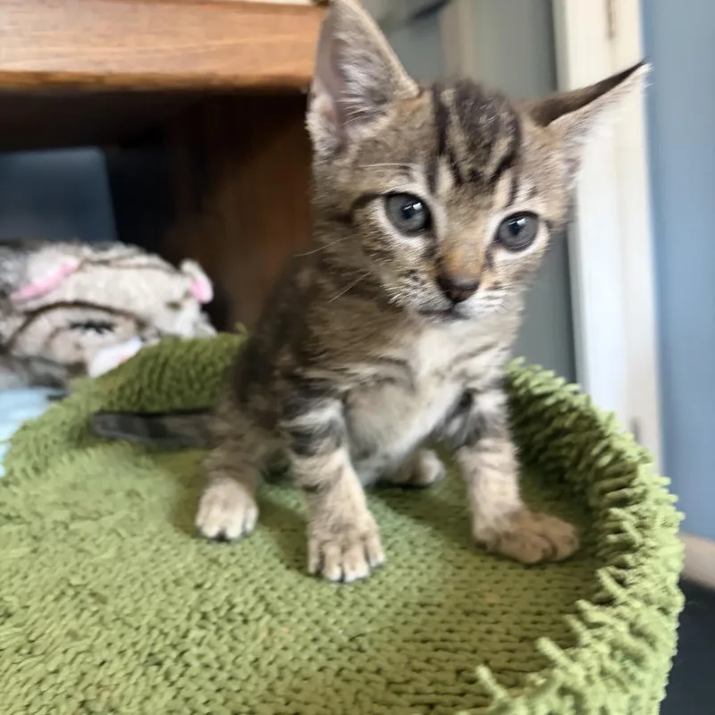 Purrdamort thumbnail 3