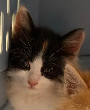 A baby medium-sized female Domestic Medium Hair cat named Marble Pie for adoption in San Jose, CA