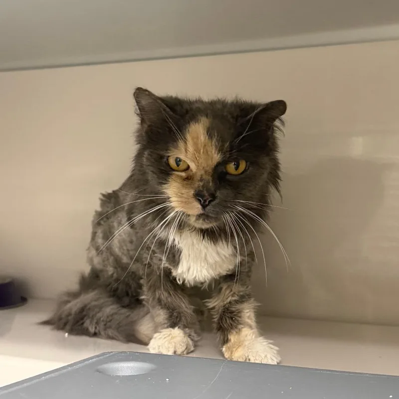 A senior medium-sized female Gray / Blue / Silver Domestic Medium Hair cat named Bubz for adoption in Watertown, NY