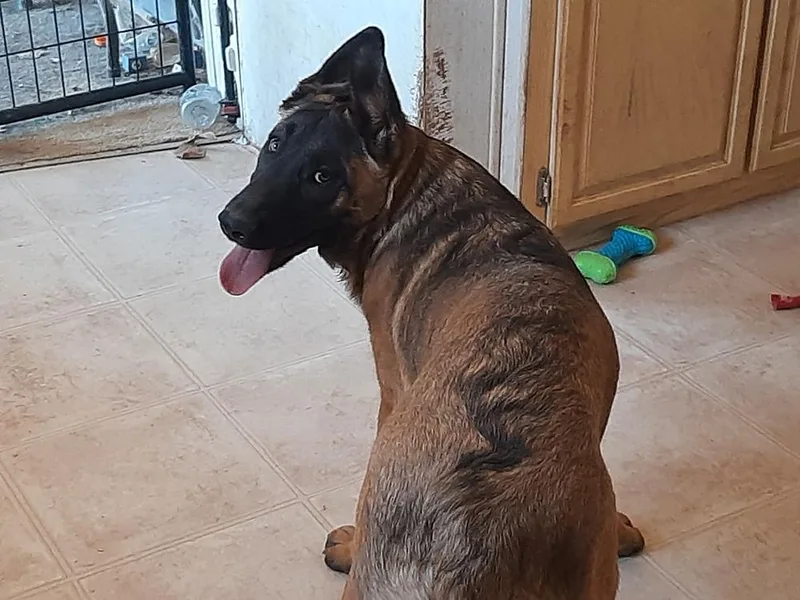 A baby medium-sized female Tricolor (Brown, Black, & White) Belgian Shepherd / Malinois dog named Animaniacs Litter Dot Located for adoption in Imlay City, MI