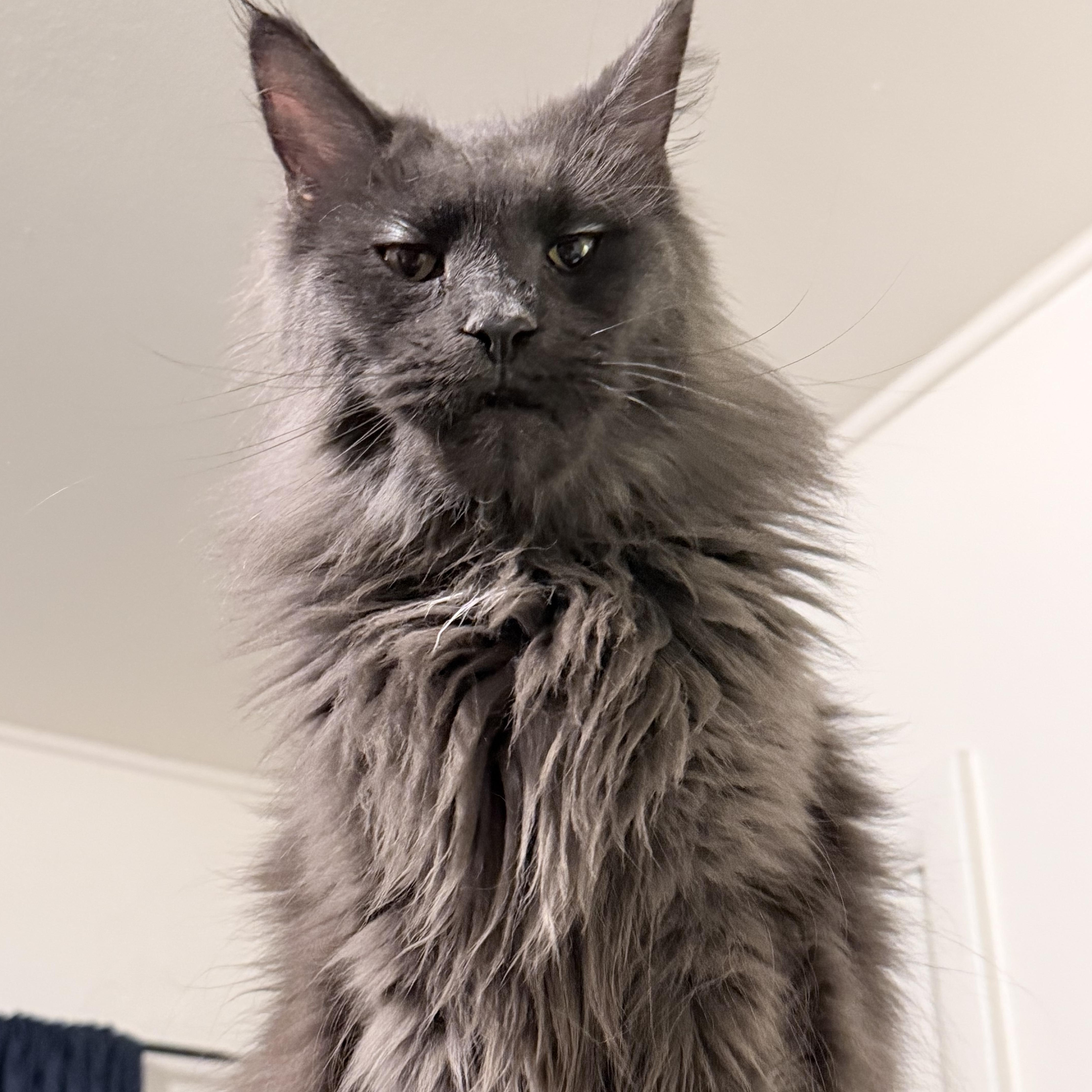 An adult large-sized female Gray & White Maine Coon cat named Diana for adoption