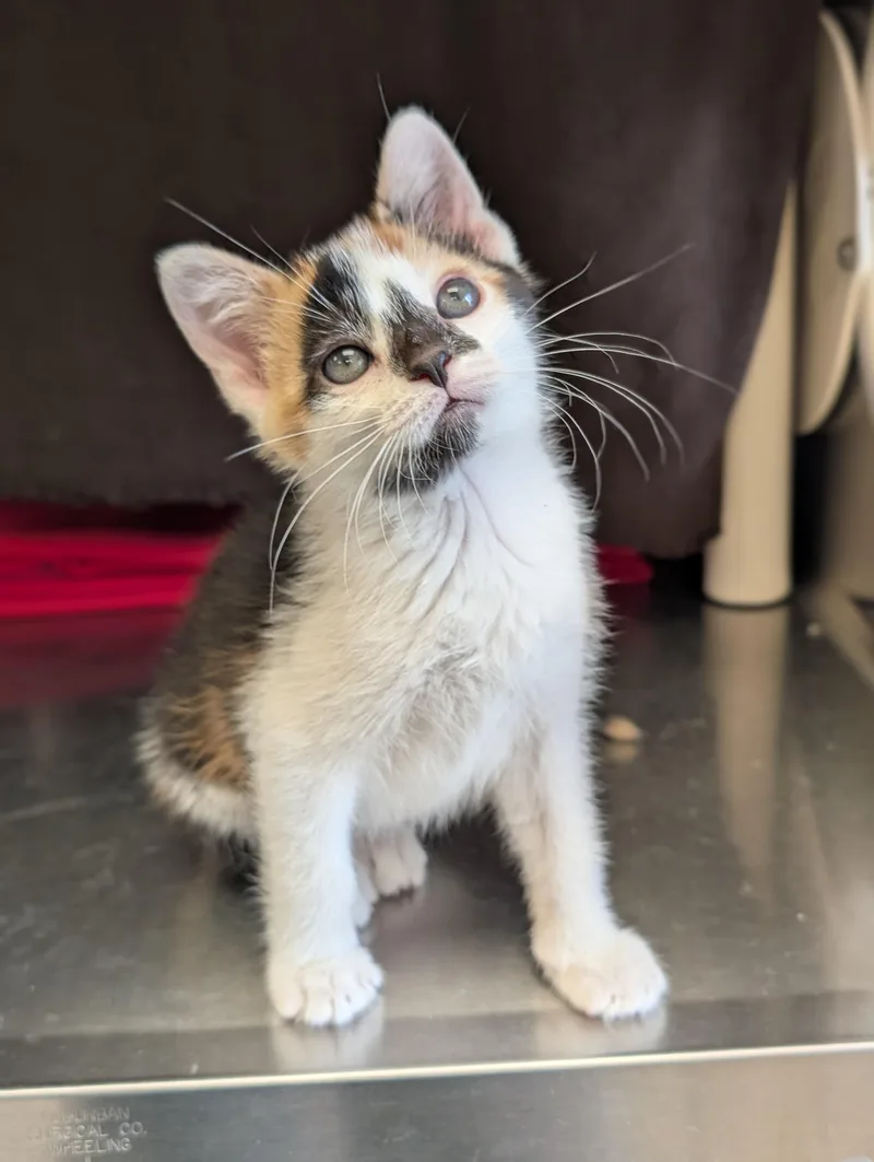 A baby medium-sized female Calico Domestic Short Hair cat named Gerber Daisy Reduced for adoption in Jefferson, WI