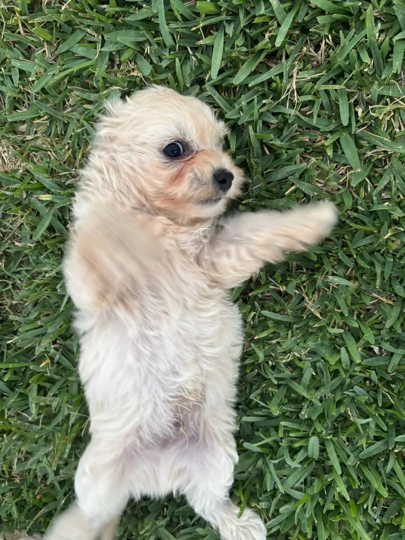A baby small-sized male Apricot / Beige Maltipoo dog named Teddy for adoption in Cerritos, CA