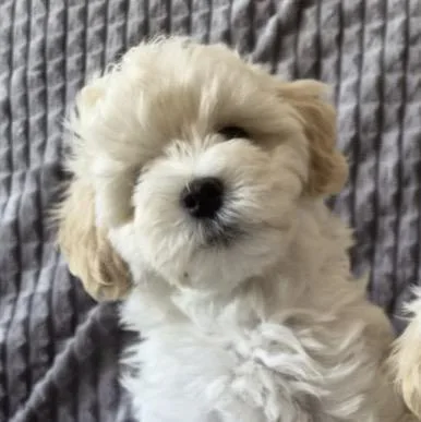 Teddy thumbnail 2