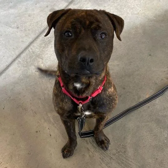 An adult large-sized male Brindle Mixed Breed dog named Jughead for adoption in Pittsburgh, PA