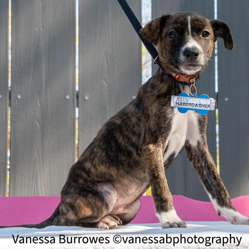 A baby small-sized male Brindle Hound dog named Haberdasher for adoption in Wake Forest, NC