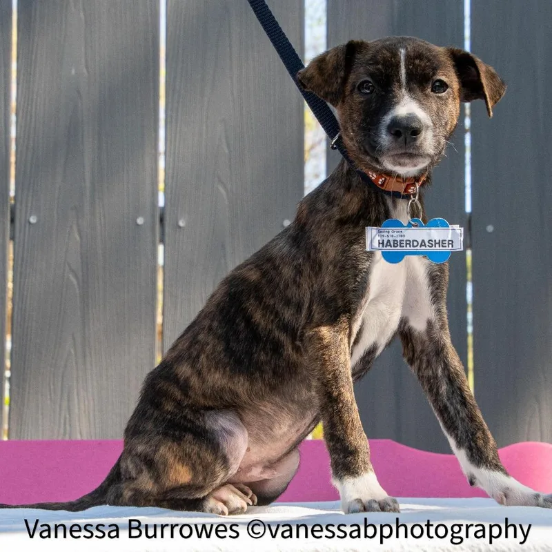 Haberdasher thumbnail 2