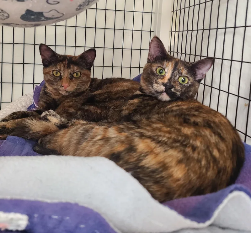 A baby medium-sized female Torbie Domestic Short Hair cat named Flicker Romy & for adoption in Kirkland, WA