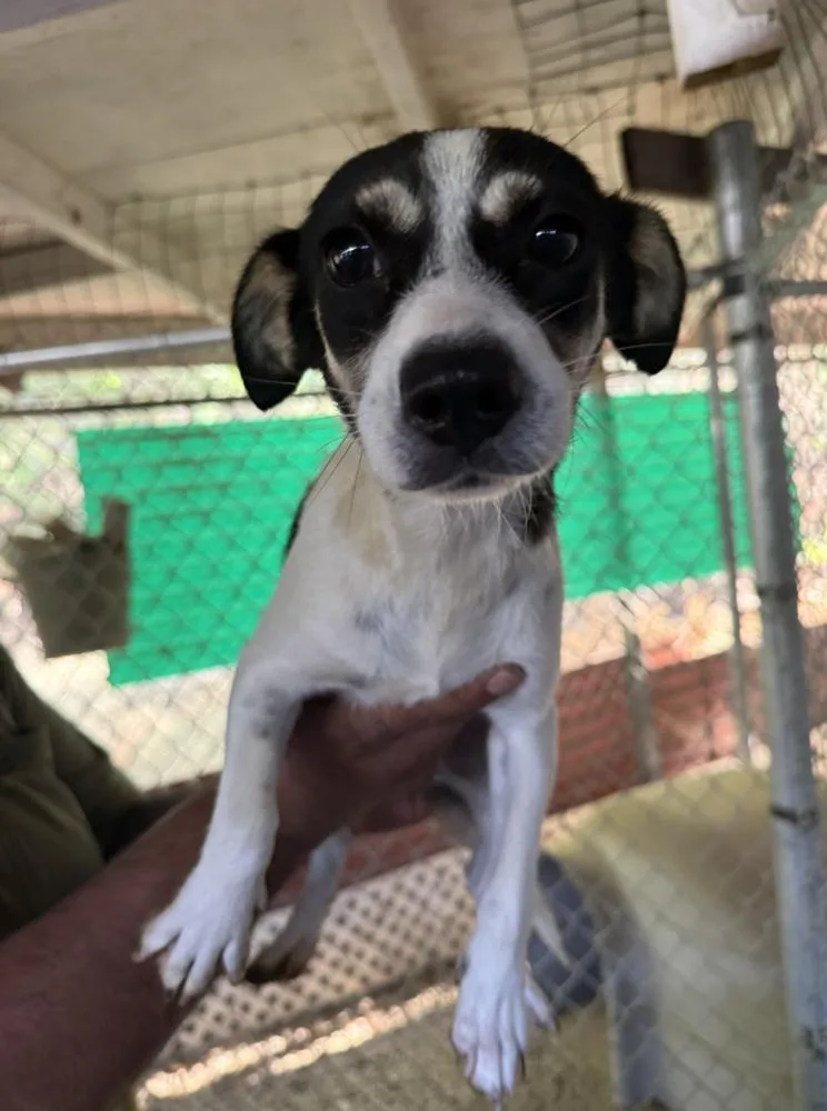 A baby medium-sized female White / Cream Jack Russell Terrier dog named Wendy for adoption in Manhattan, NY