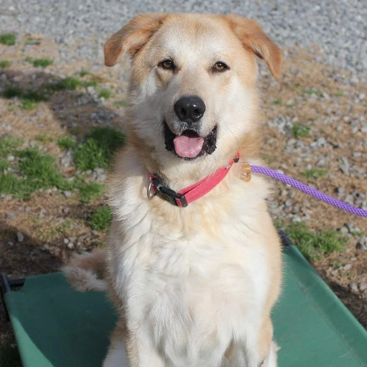 An adult large-sized male White / Cream Great Pyrenees dog named Ben for adoption in Shelby, NC