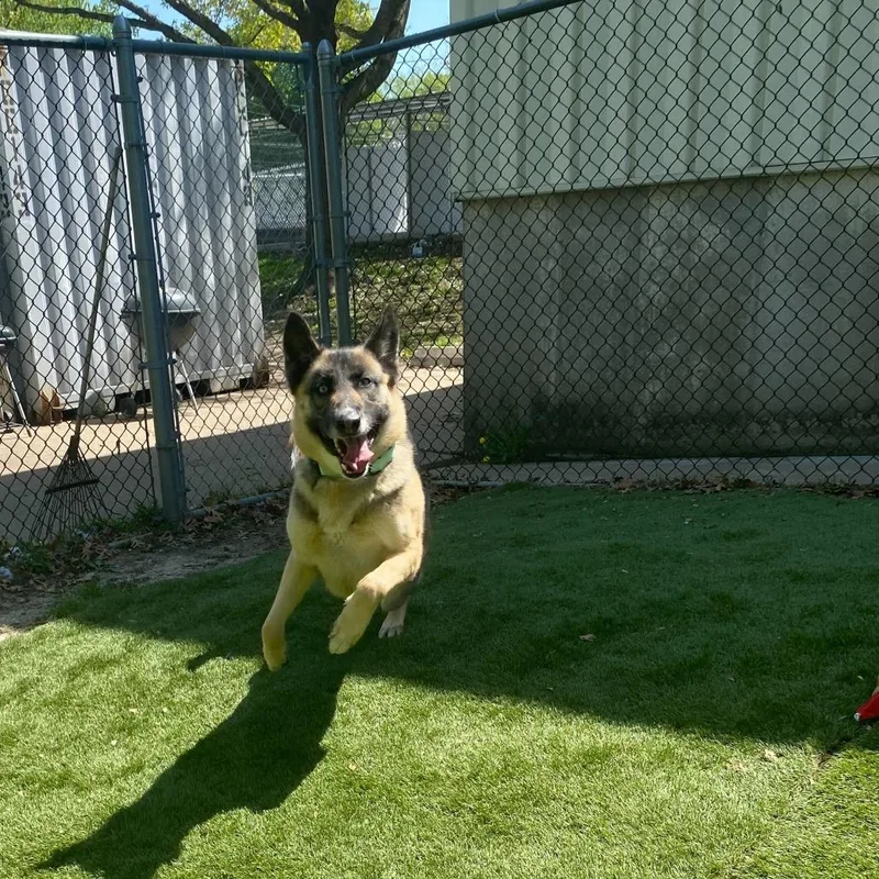 An adult medium-sized female Black Mixed Breed dog named Plaster Of Paris for adoption in Davenport, IA