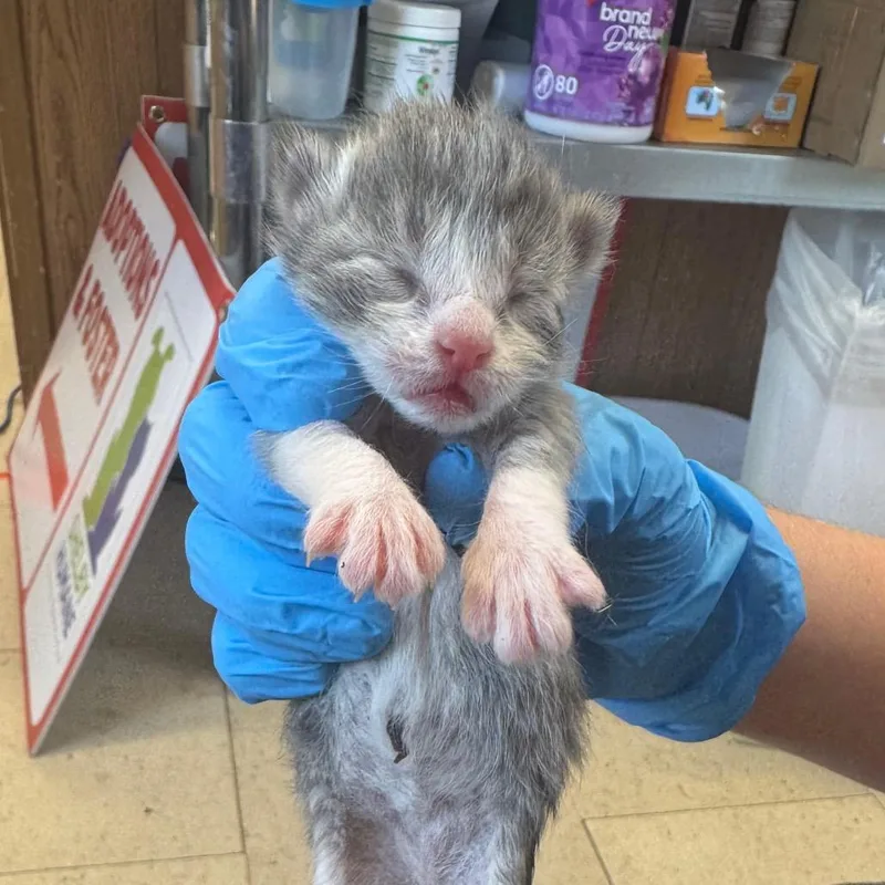 A baby small-sized male Gray / Blue / Silver Domestic Short Hair cat named Vlasic for adoption in Columbiana, AL