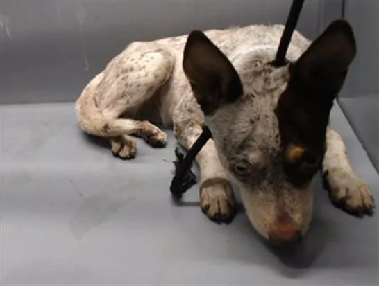 A young medium-sized female Australian Cattle Dog / Blue Heeler dog named Trixie for adoption in Downey, CA