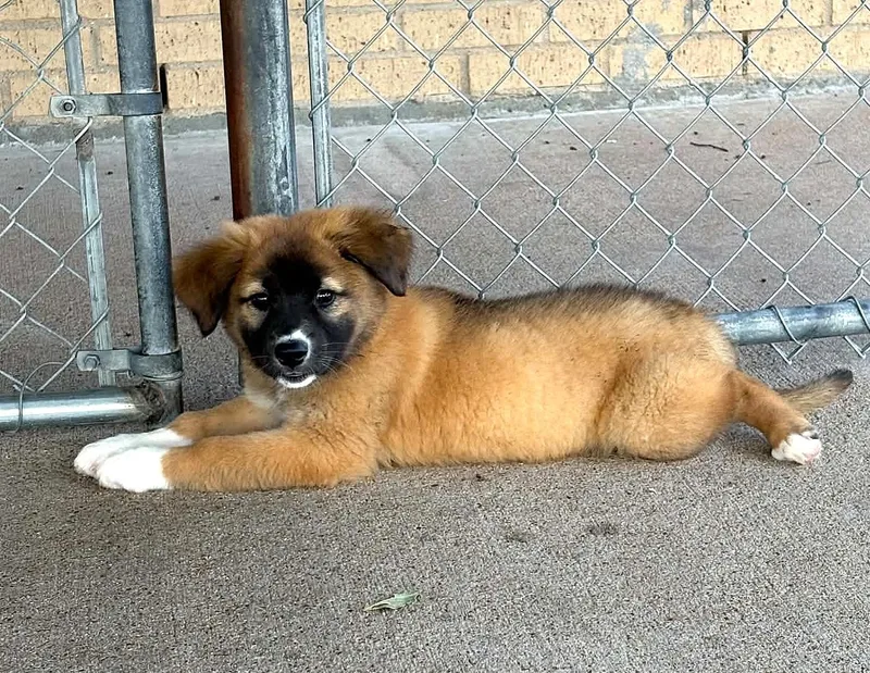 Buttercup thumbnail 2