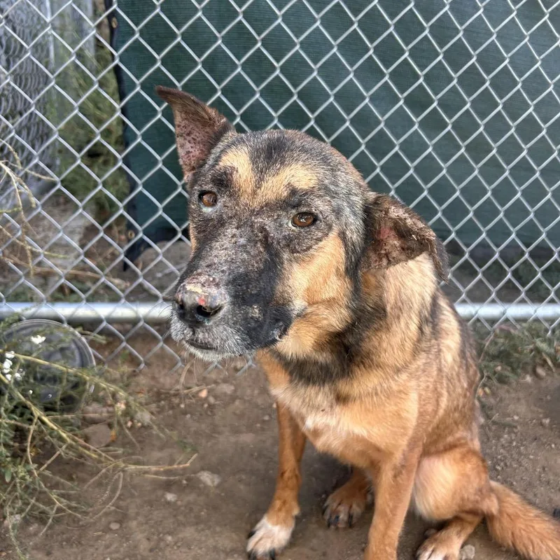 An adult medium-sized female Yellow / Tan / Blond / Fawn Shepherd dog named Kuma for adoption in Flagstaff, AZ