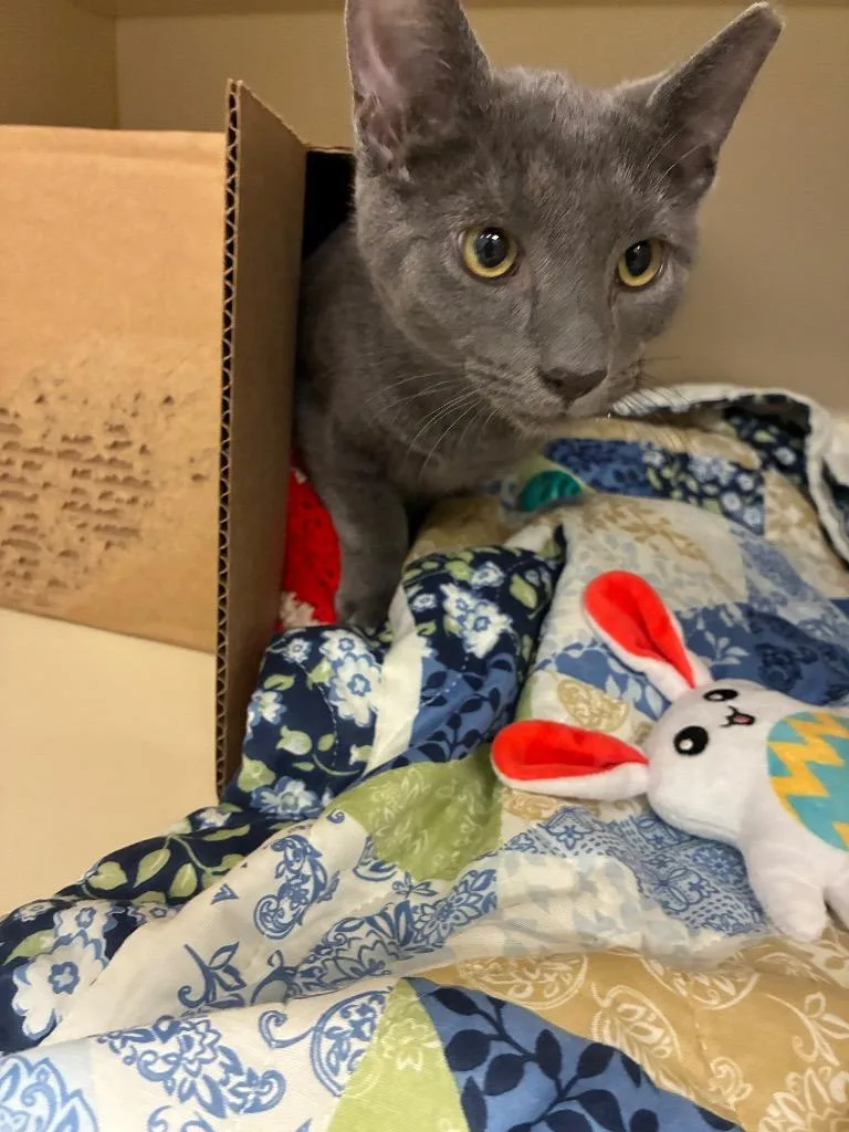 A baby medium-sized male Domestic Short Hair cat named Zeus for adoption in Bloomington, IN