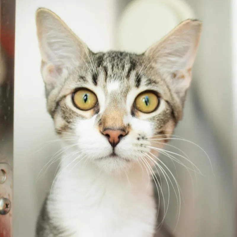 A baby medium-sized male Gray / Blue / Silver Domestic Short Hair cat named Picasso for adoption in Middletown, RI