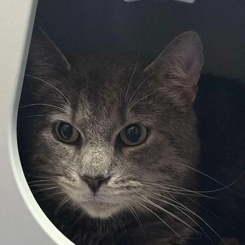 A senior medium-sized male Gray / Blue / Silver Domestic Short Hair cat named Buddy Guy for adoption in Grand Rapids, MN