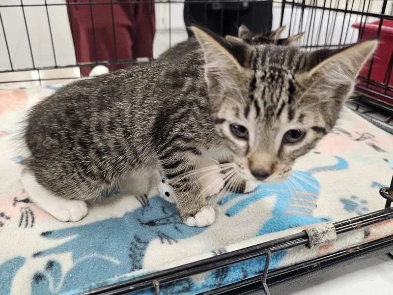 A baby small-sized male Domestic Short Hair cat named Ash for adoption in Bossier City, LA