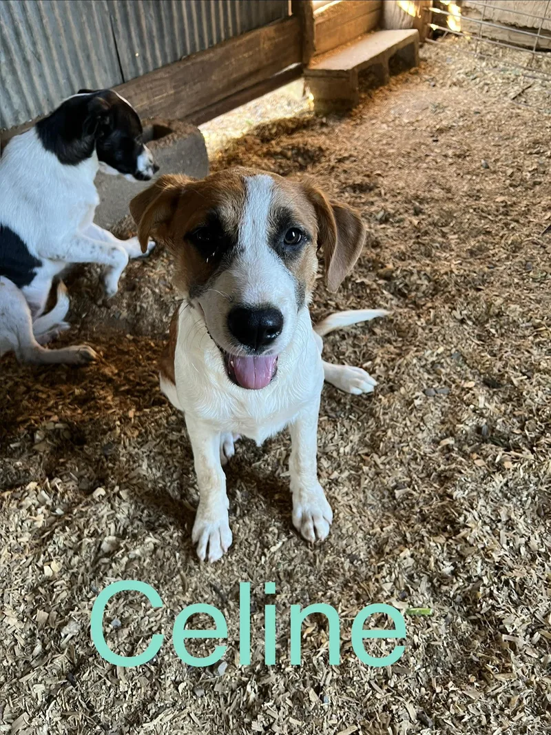 A baby medium-sized female Hound dog named Celine for adoption in Zimmerman, MN