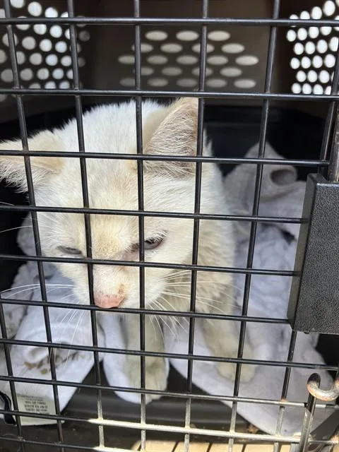 A senior small-sized female Domestic Short Hair cat named Bea for adoption in Camarillo, CA