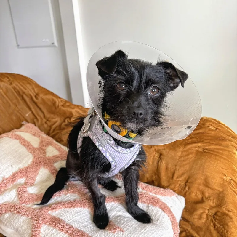 A young small-sized female Terrier dog named Natita for adoption in Oakland, CA