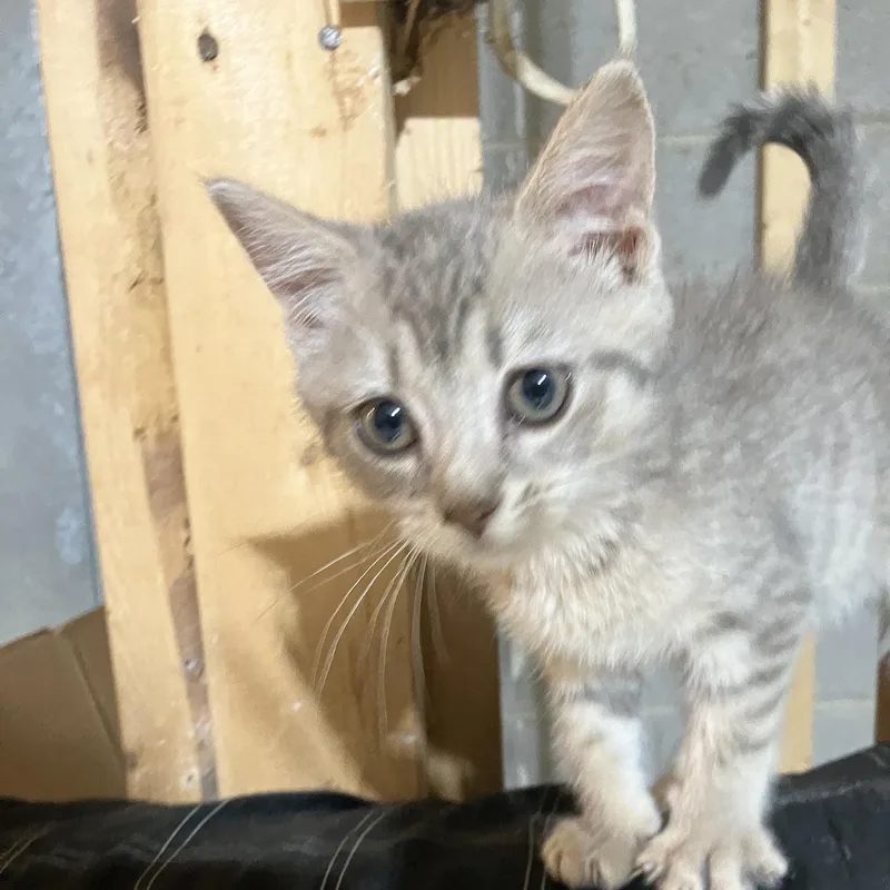 A baby medium-sized male Tabby (Gray / Blue / Silver) Domestic Short Hair cat named Pan for adoption in Detroit, MI