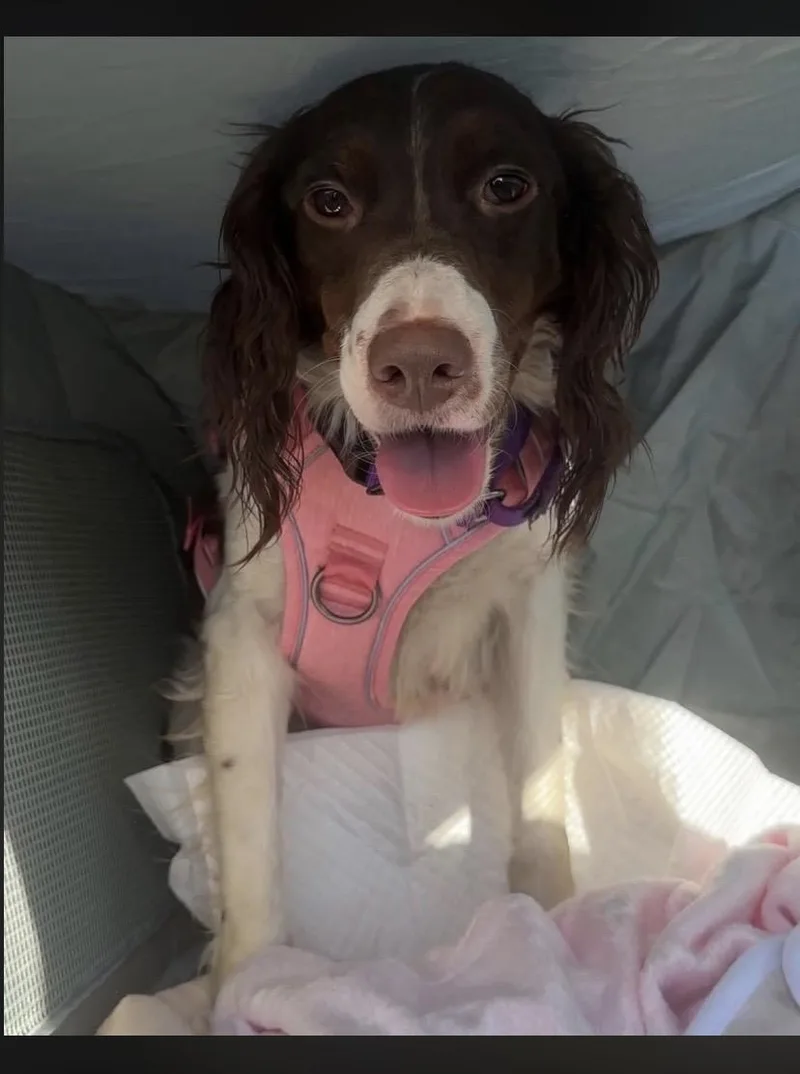 Rainbow Bright thumbnail 2