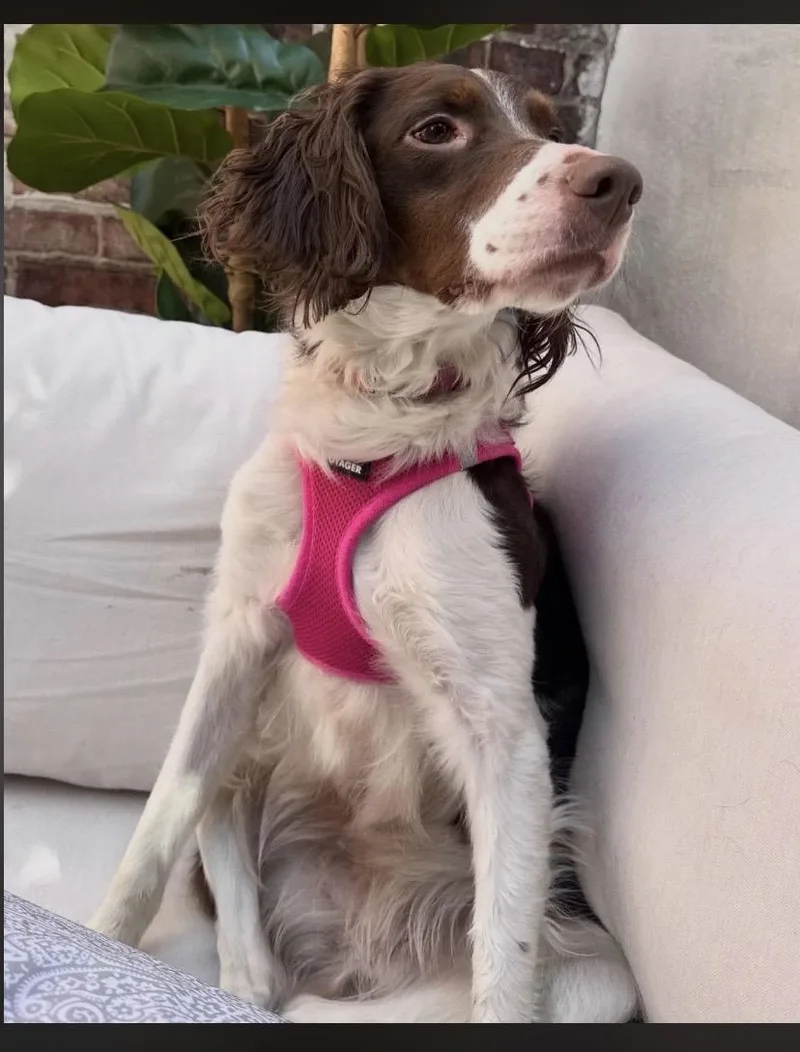 Rainbow Bright thumbnail 3