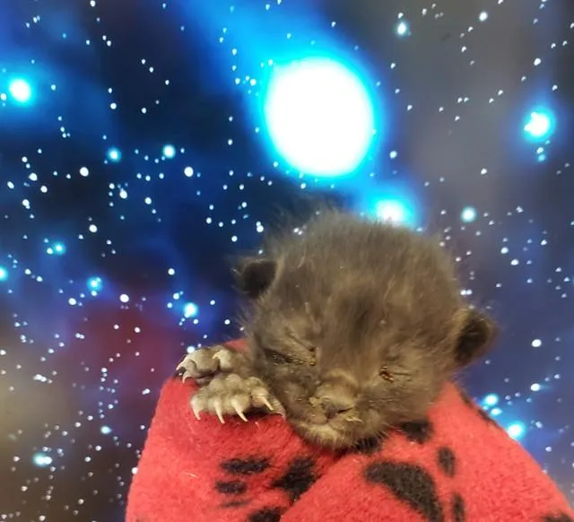 A baby small-sized female Domestic Short Hair cat named Mystic for adoption in Tucson, AZ