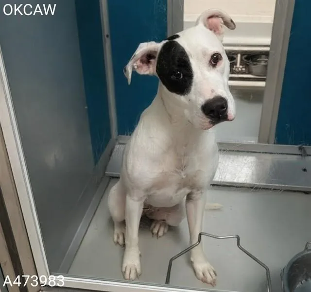 A young large-sized female Pit Bull Terrier dog named Trixie for adoption in Oklahoma City, OK