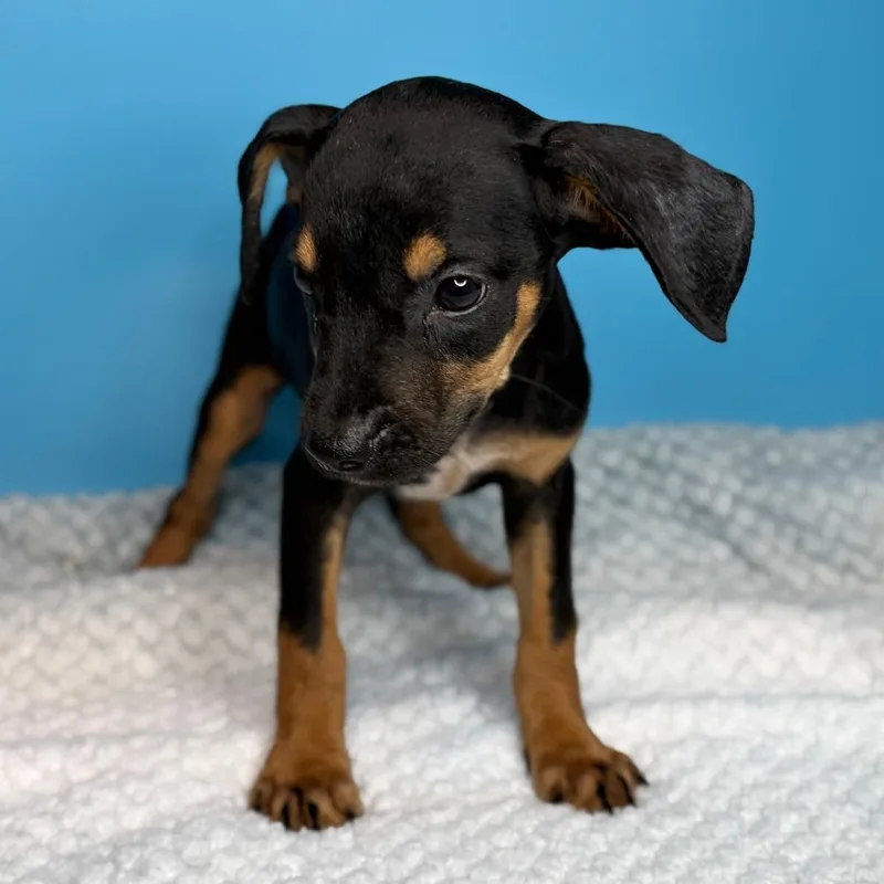 A baby small-sized male Black Terrier dog named Porter for adoption in San Antonio, TX