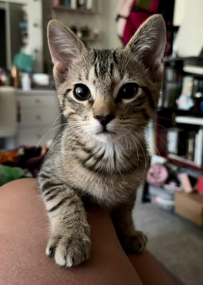 A baby small-sized male Domestic Short Hair cat named Theo for adoption in Dallas, TX