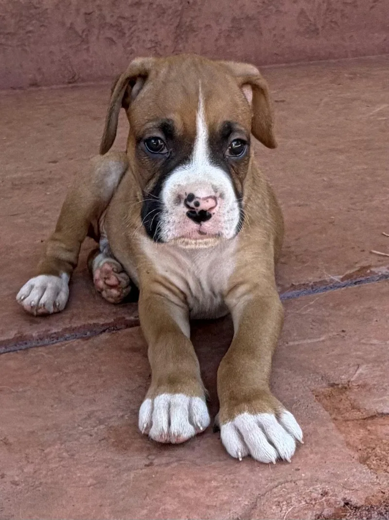 A baby large-sized male Boxer dog named Lemont for adoption in Capistrano Beach, CA