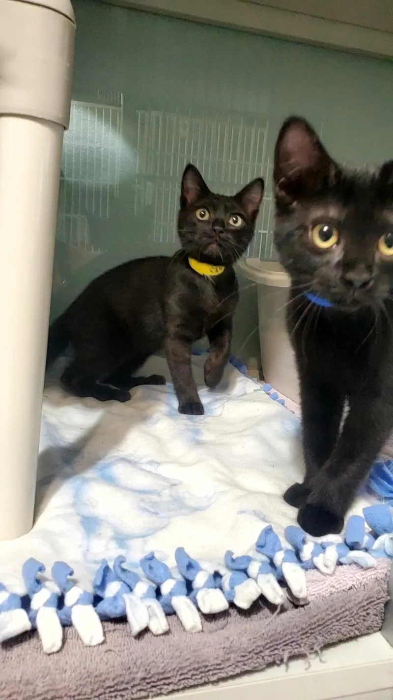 A baby small-sized male Black Domestic Short Hair cat named Garlic Parmesan and for adoption in Hutchinson, MN