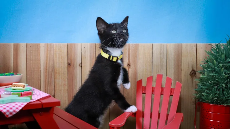 A baby medium-sized female Black & White / Tuxedo Domestic Short Hair cat named Onyx for adoption in Parker, TX