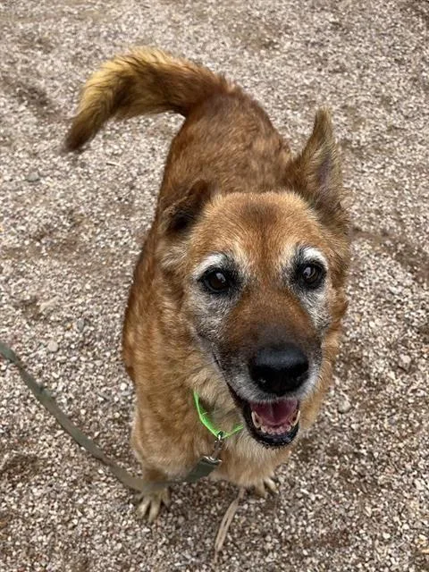 An adult large-sized male German Shepherd Dog dog named Mai Tai for adoption in Tucson, AZ