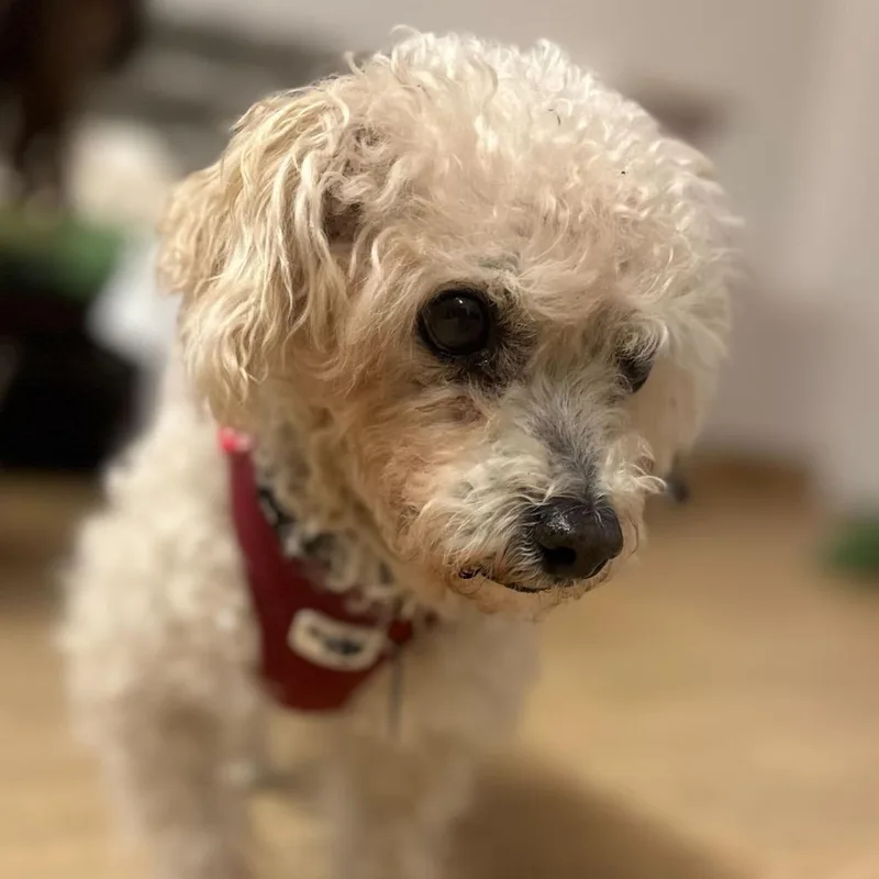 A senior small-sized male White / Cream Poodle dog named Gallop for adoption in San Francisco, CA